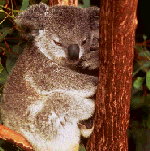 koala.gif (21354 bytes)