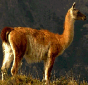 llama.gif (23125 bytes)