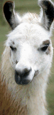 llama2.gif (18899 bytes)