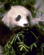 panda