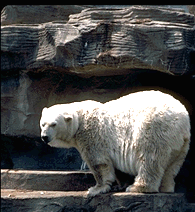 Polar Bear