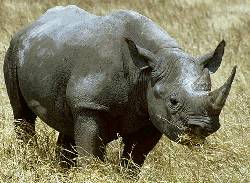 rhinoceros