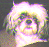 Real life Spanky