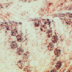 please be patient while the pictures load.  closeup 1