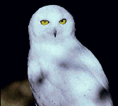 witowl.gif (11199 bytes)