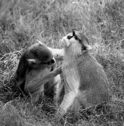 Monkeys