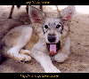 thumbnail of card #11