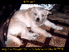 thumbnail of card #17