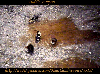 thumbnail of card #1