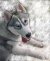 Siberian Husky Photos