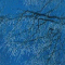 Ice Tree