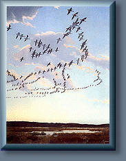 Geese On Flight