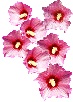Hibuscus Syriacus-ROS Divider