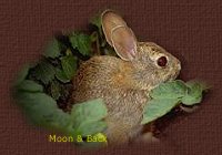 Bunny