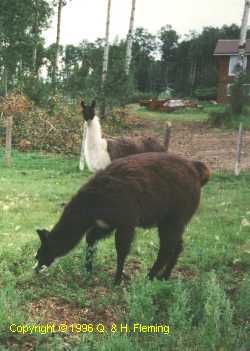 Llama Picture - Copyright 1996 Q. & H. Fleming, Used with permission