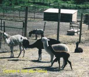 Alpacas at Honey'Z Alpaca Ranch