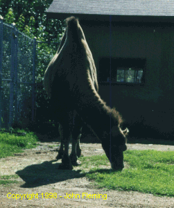 Image Copyright  1998 John Fleming