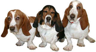 Welcome to the Basset Hotel!