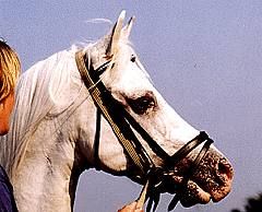 Octavian '97 Photo