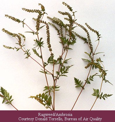[ragweed]