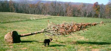 puppy Rocket and the 15 foot sweetgum planted in Nov. 1997 in memory of my grandmother