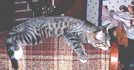 trmp899.jpg