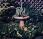 Cactus Garden
