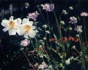 Lilies & Pincushions