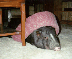 Hamlet Sleeping 2