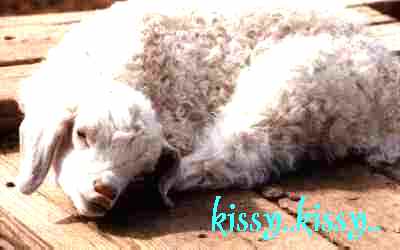 kissy goats