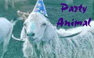 party animal