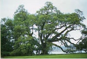 Oak