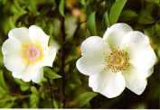 Cherokee Rose