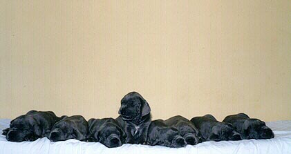 Puppy4.JPG (15675 bytes)