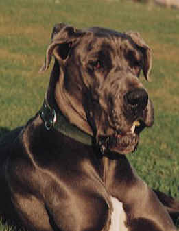 dogs1.jpg (10482 bytes)