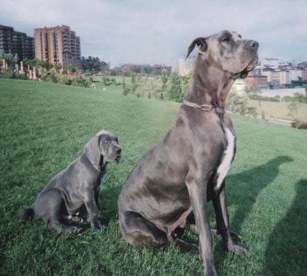 dogs12.jpg (38585 bytes)