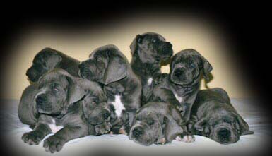 puppies.JPG (16255 bytes)