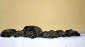 puppies1.JPG (4503 bytes)