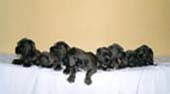 puppies2.JPG (5025 bytes)