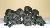 puppies3.JPG (6763 bytes)