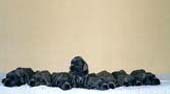 puppies4.JPG (4831 bytes)