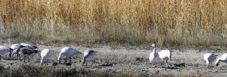 geese