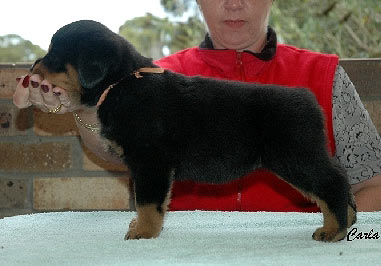 5 Weeks Old