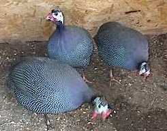 guineas