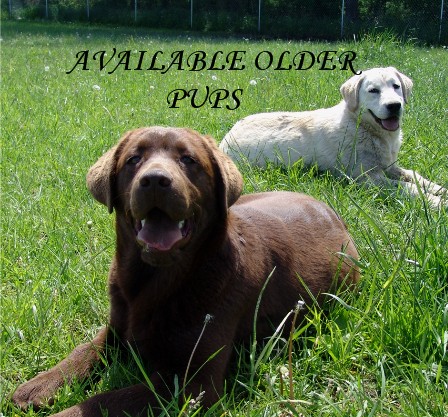 CLICK HERE TO VISIT AVAILABLE DOGS PAGE