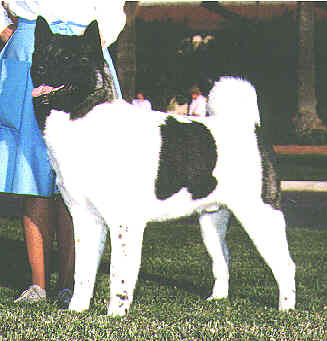 Aikon at a Show