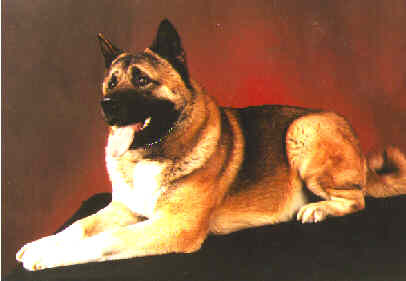 Butch -- Formal Portrait