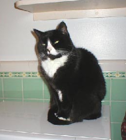 chloe in kitchen