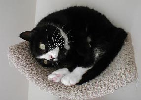in cat tree