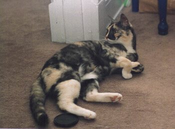maya on floor
